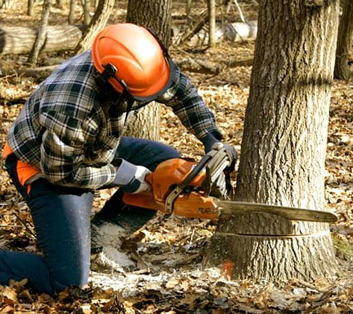 Tree Removal in Valera, TX